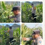 Oplus_131072